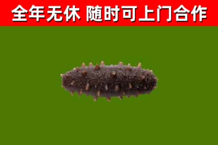 海安回收海参干